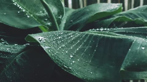 The mesmerizing rain sound