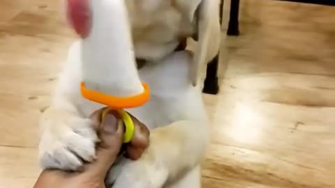 Dogs who love ice cream