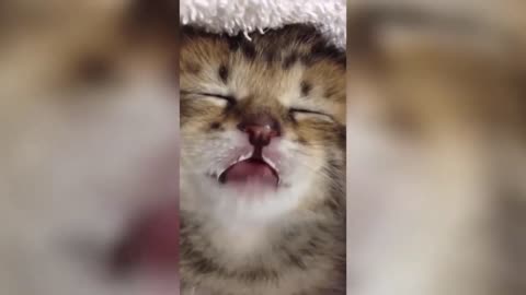 Best Funny Cat Videos 😂