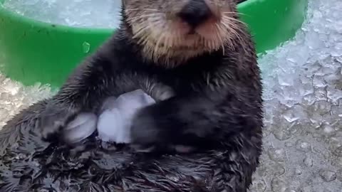 Most Pirated Video on the Internet - Sea Otter Overwhelmed by Ice