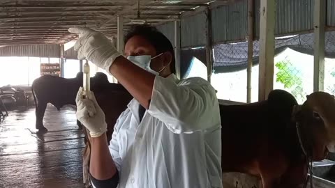 Techniques for vaccines to cattle.