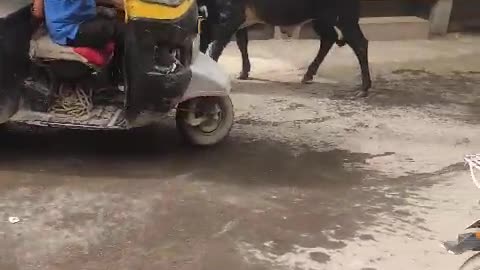 Bull bull fight