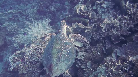 Sea Turtle In The Reef