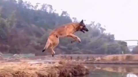 What some dogs can do