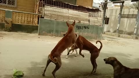 Dogs fighting