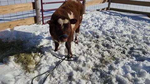 American Shorthorn Calf and His Adventure with the Ram, Watching Sheep on a Beautiful Day