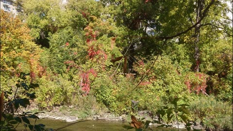 Etobicoke Creek Fall Colours