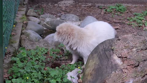 White rare Raccoon Dogs at the Zoo || Must Watch Video