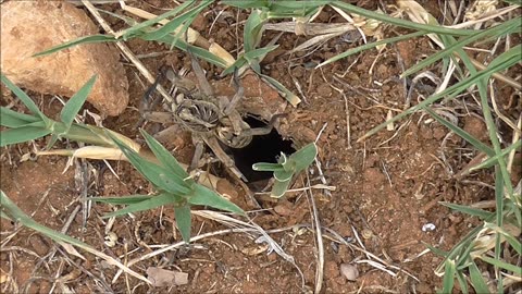 Wolf Spider And Ants Interactions