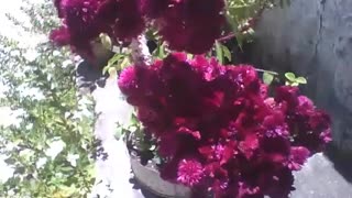 Beautiful dark red celosia plant in a small garden on the street [Nature & Animals]