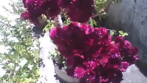 Beautiful dark red celosia plant in a small garden on the street [Nature & Animals]