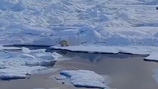 Horrific video shows melting of ice floe and glacier