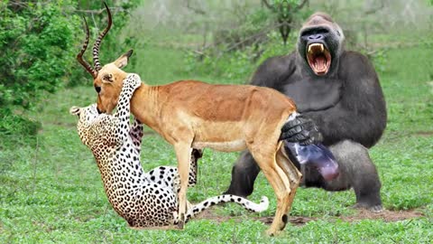 OMG! mother Impala risked her life to save attack leopard and Gorilla to save Her cub lion Hippo