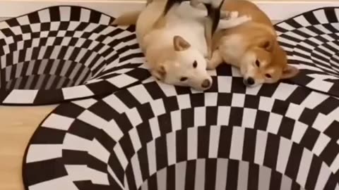 Dog expression videos