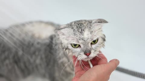 Washing a cat in bath