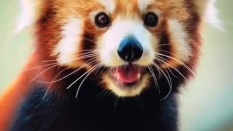 SAVE THE RED PANDAS