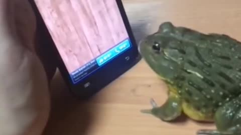 Frog prank