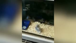 Cute hamster fun moment 🐹😄 Pet lovers rumble videos #usa