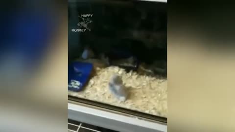 Cute hamster fun moment 🐹😄 Pet lovers rumble videos #usa