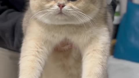 Matt_is_not_happy_with_his_hand_made_headdress_#cat_#cute_#kitten(720p)