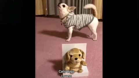 Funniest cats and dogs _Awesome funny animals. Funny pets