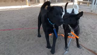 As pessoas mais poderosas do mundo dos cães têm essa característica em comum