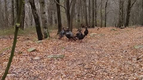 Crazy turkeys