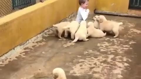 A small child with a group of small dogs🐶😍