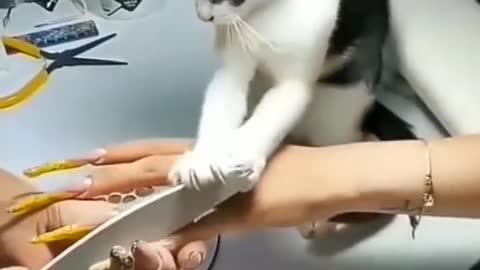 collection of funny cat videos #1