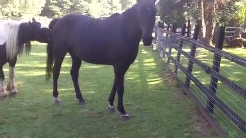 Colt gets a good kicking for trying to cover/mate the mare.