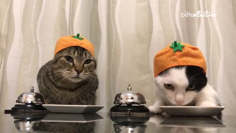 Most Viral Cats of the Internet | FUNNIEST videos