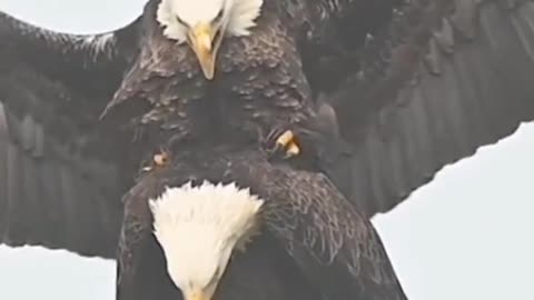 How Couple Eagle Bird Mating