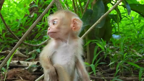 Monkey Baby So Sad on Sunday Morning
