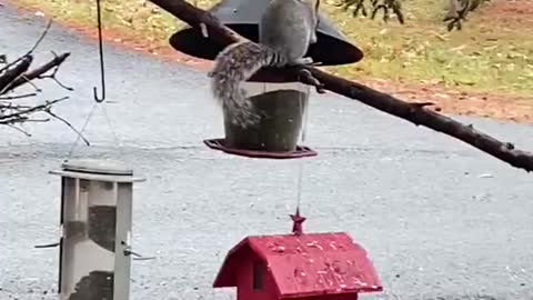 Squirrel Steals Food From Bird Feeder