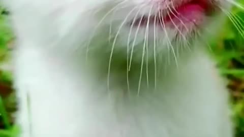 Funny cat