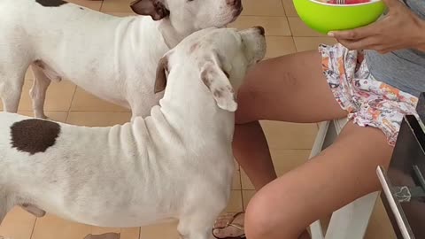 Cães comendo frutas no café da manhã