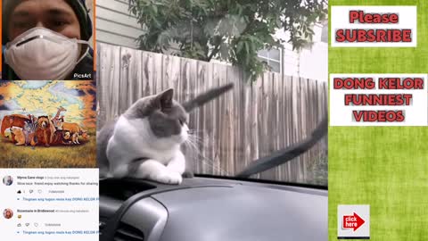 Funny Cat compilation😂😂😂