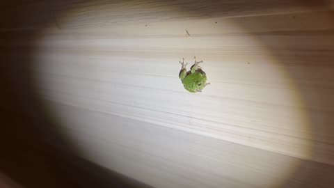 Tree frogs are out.