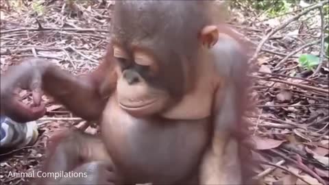 Orangutan cute funny videos