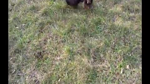 Dachshund puppies first time to walk