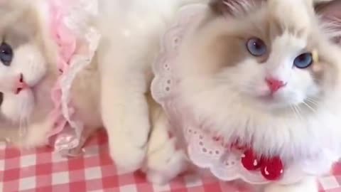 Aww cute cat videos funny Vol5❤️ Cat Cash Compilation chines💚 Tiktok Cat Meow #cat #shorts