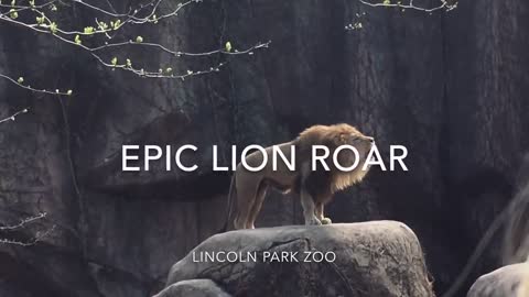 Epic Lion Roar at Lincoln Park Zoo