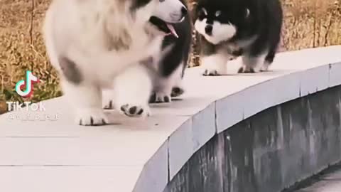 The funniest and cutest puppy