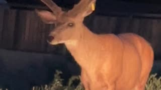 Beautiful Deer