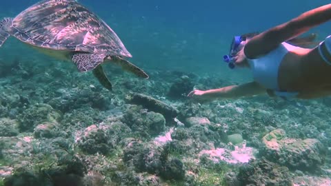 Diving with MILLIONS of Sardines in Moalboal (Cebu Philippines 2019)