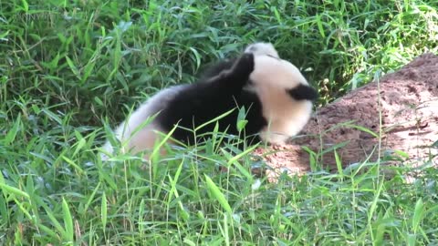 Playing Pandas 🐼 Baby Panda [Funny Pets]