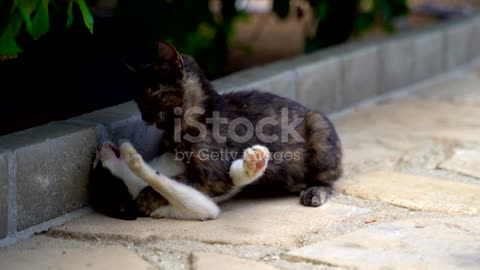 Two cute feral cats playing on the street