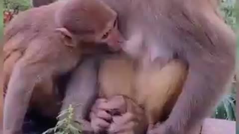 Monkey and nature/baby Monkeys shorts vedio