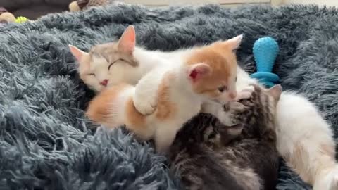 Mom Cat Attacked by Tiny Kitten [Cuteness Overload]