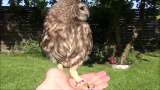 Little owl on my hand- so cute